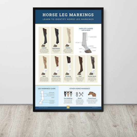 Horse Leg Markings Framed Poster