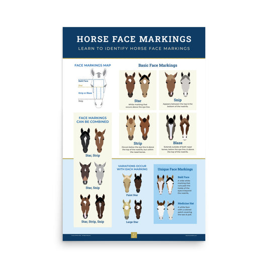 Horse Face Markings Poster